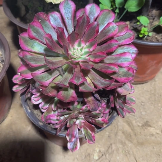 红铜白14号棚9.9脱土发货