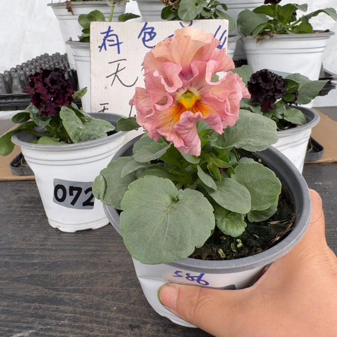 全部花朵14号586