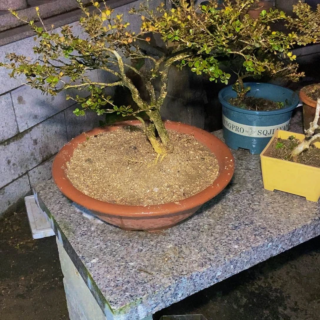 招***宝安徽大别山珍珠黄杨