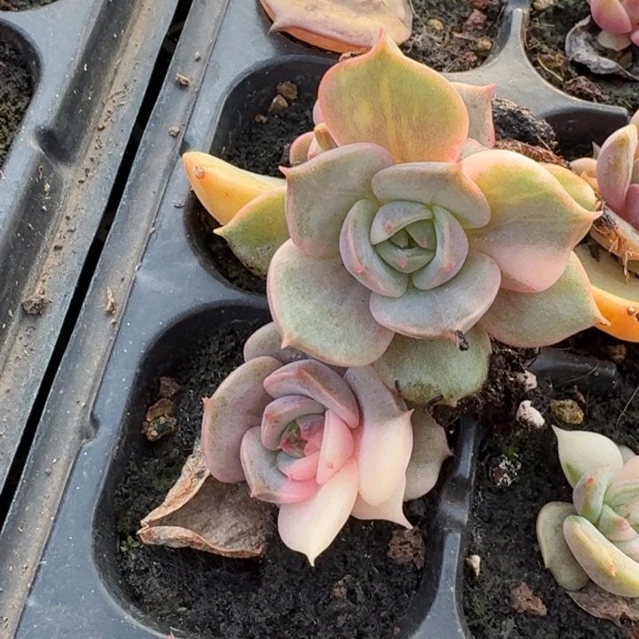 贝加尔湖一物一拍