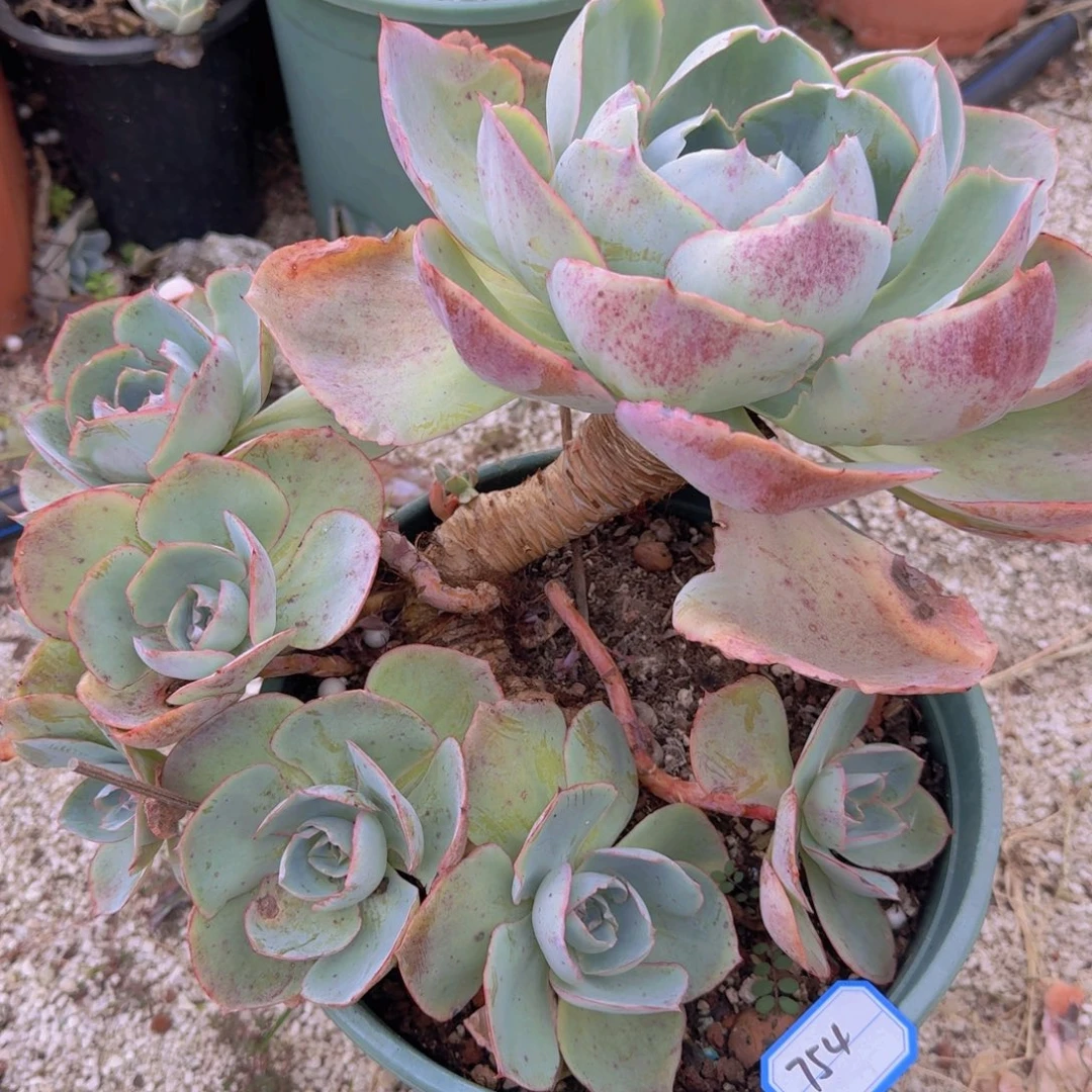 754达芬奇密码凡艺多肉