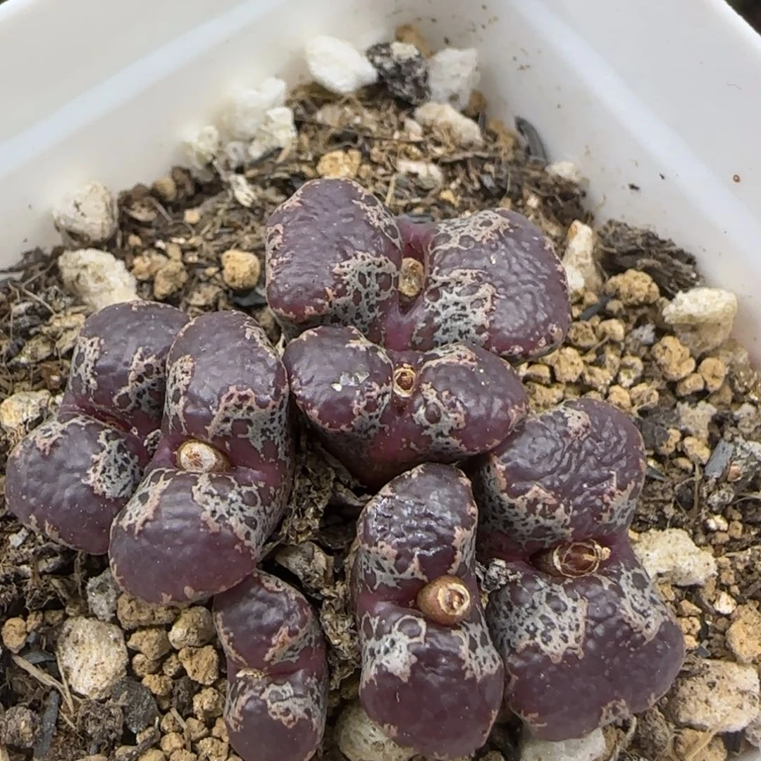 全窗超碟群多肉植物485