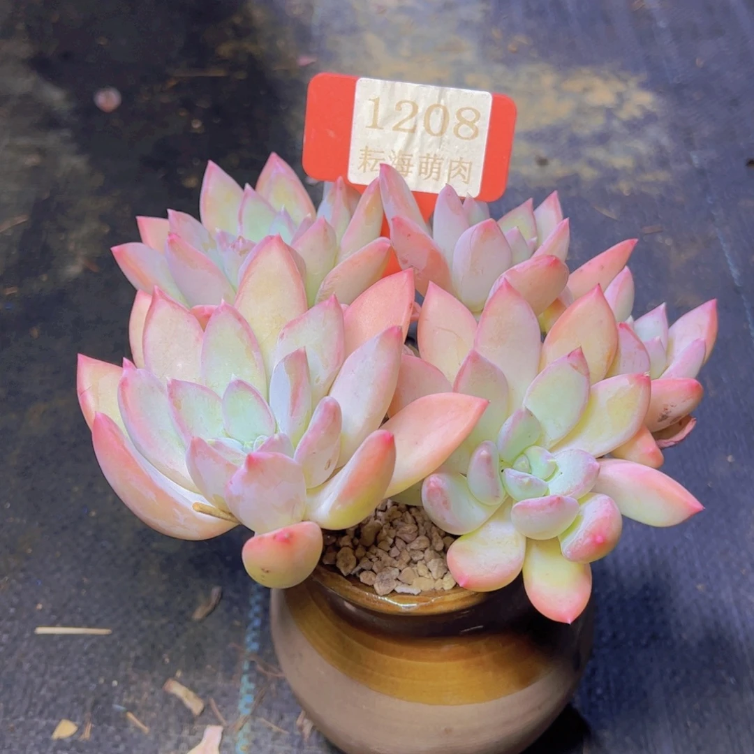 美人杂1208多肉植物