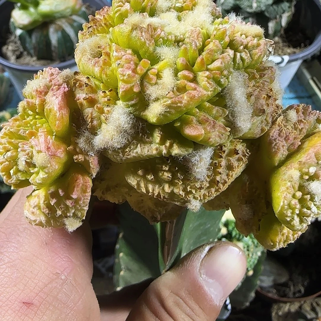 龟甲牡丹锦群头933,