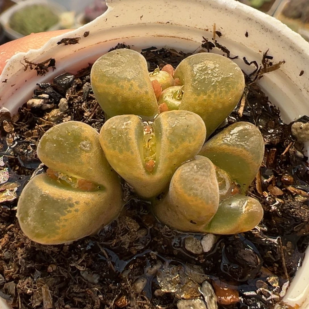 751多肉植物种类多样