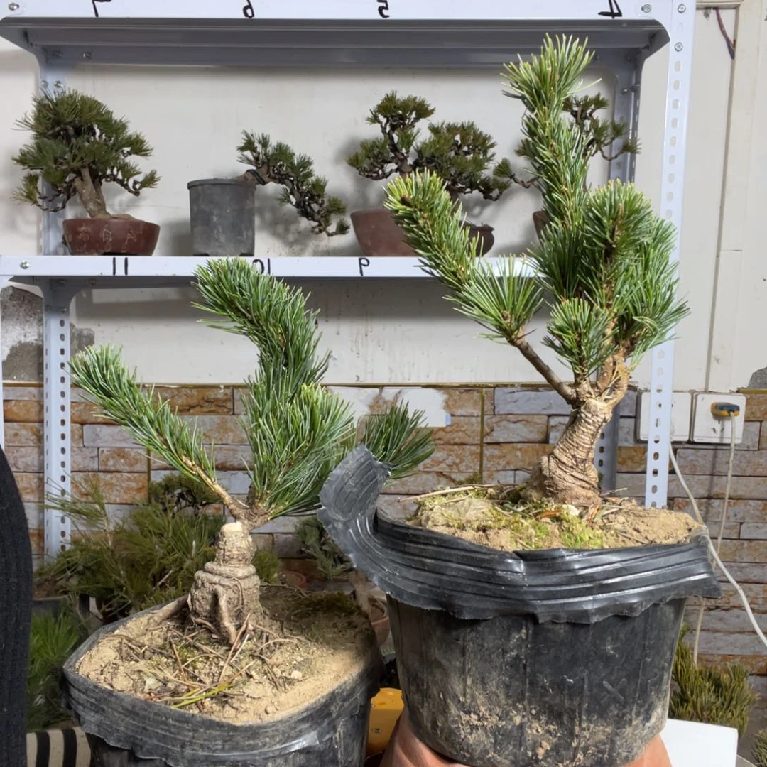 用****8松树80两颗价格