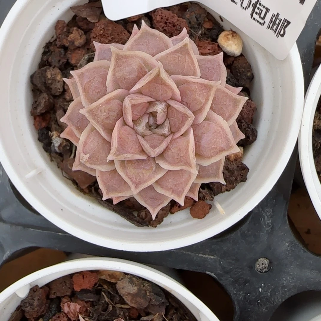 花语逸境0130-108