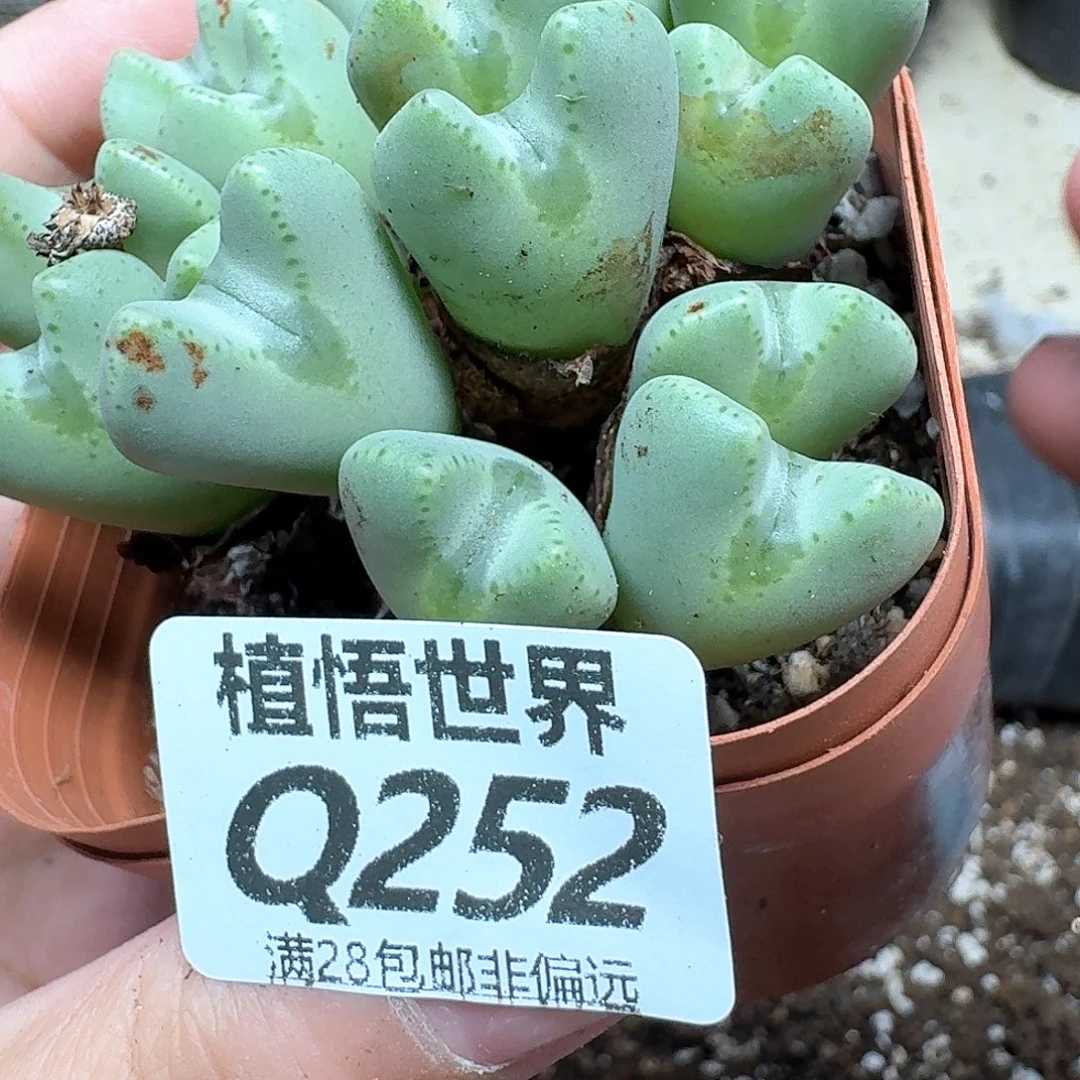 多肉W的润泽的多cv