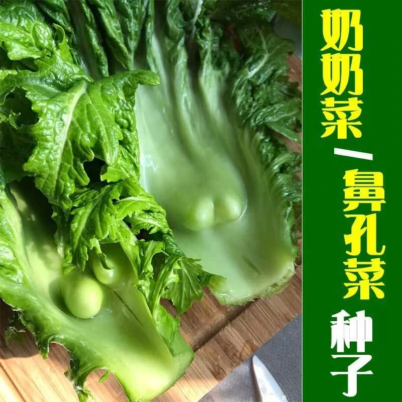 【奶奶菜种子】花叶厚宽柄纤维少芥菜种子奶奶菜种子