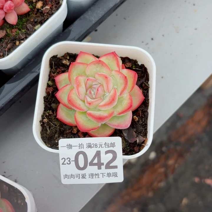 泡芙无盆土发货无盆土发货