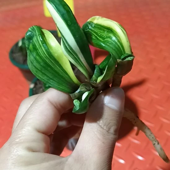 特色花卉君子兰小苗