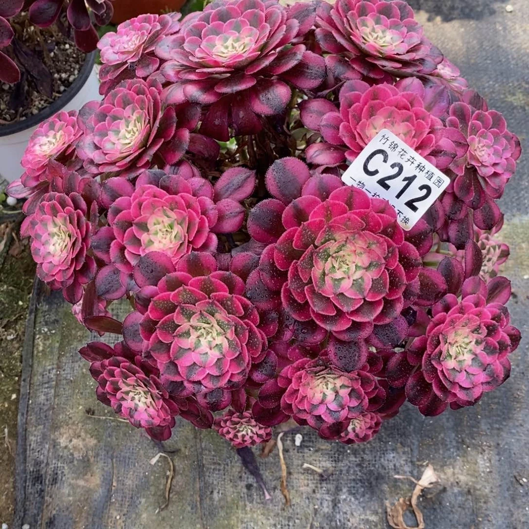全部花朵212红彤嫩桩一棵