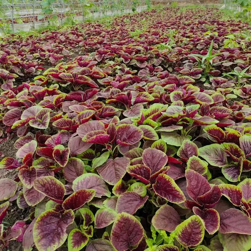红苋菜 新鲜蔬菜农家自种红旱菜现摘现发带根汉菜时令蔬菜