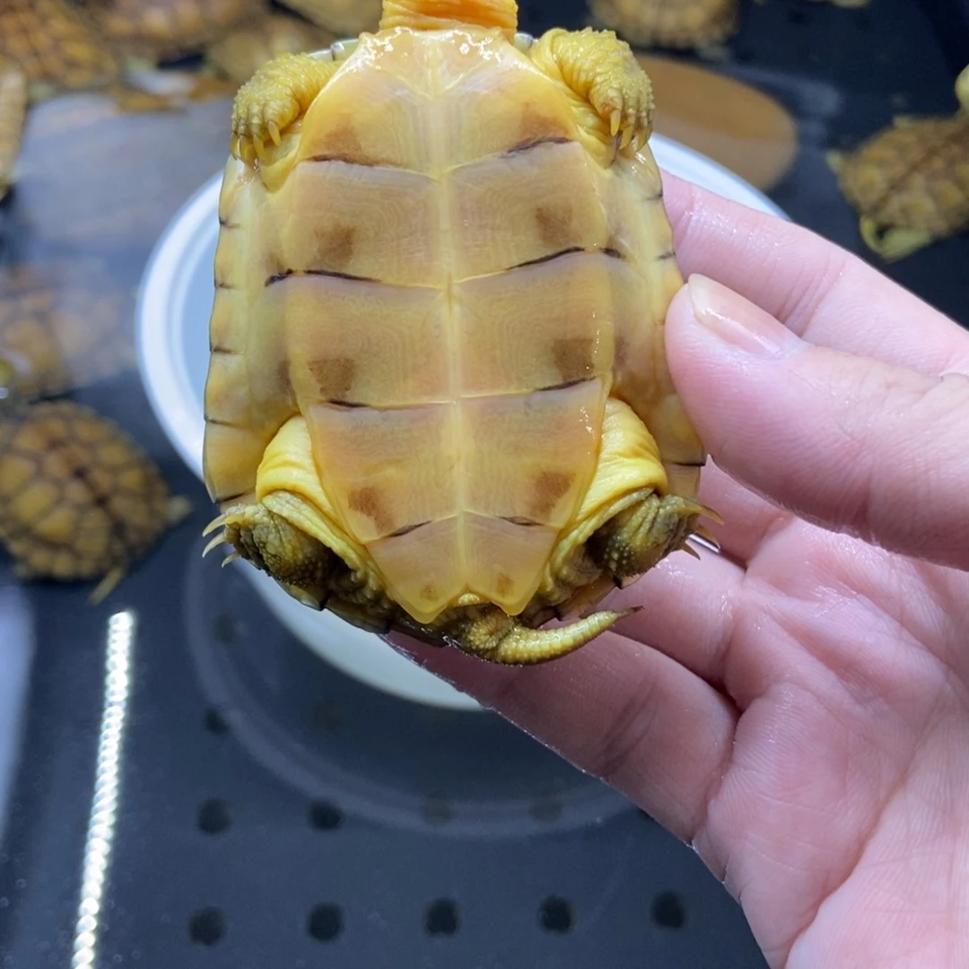 无***兔不分公母绿毛龟小青龟