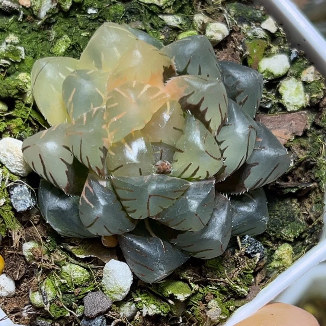 小*姐恭喜发财大吉大利927