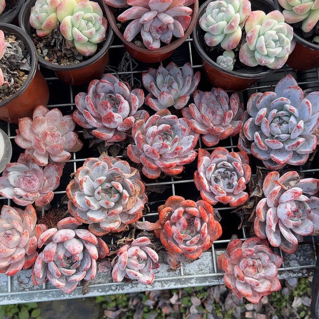 付邮9.9出不售后………