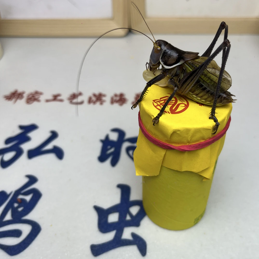 郝建伟精品蝈蝈60（死亡包赔、断须瘪眼不赔）