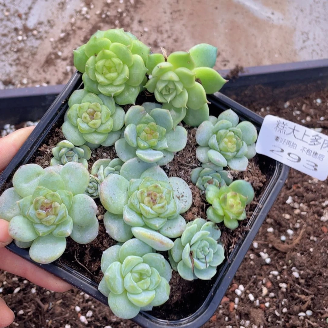糕大上多肉植物293