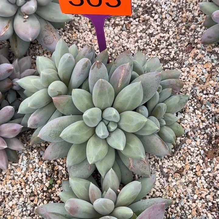 多肉植物胖体哥特群303