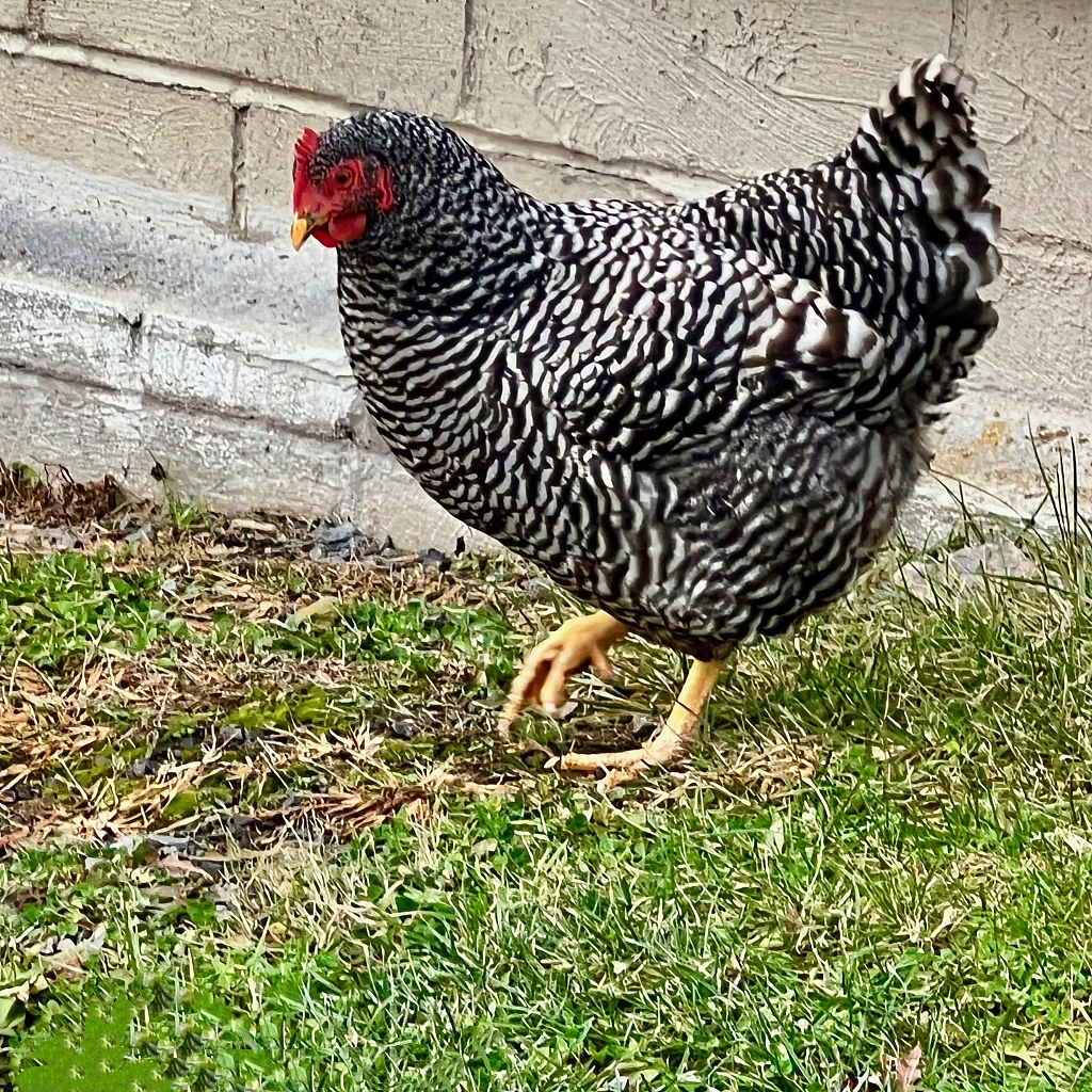 纯种汶上黑芦花绿壳鸡蛋下蛋鸡走地鸡溜达鸡
