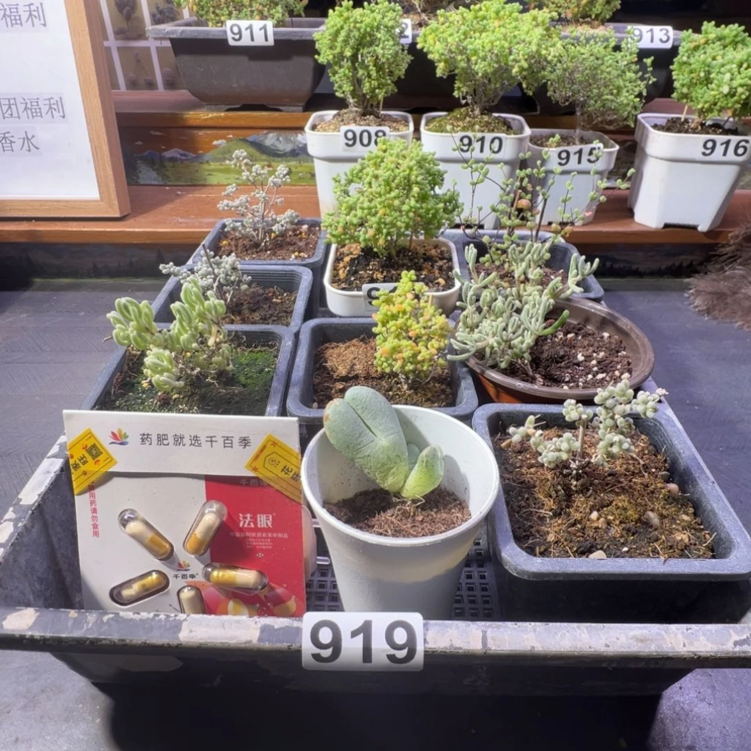 枝干番杏多肉植物919乐