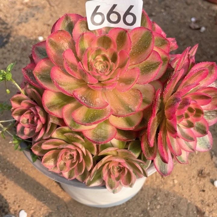 666多肉植物倾城