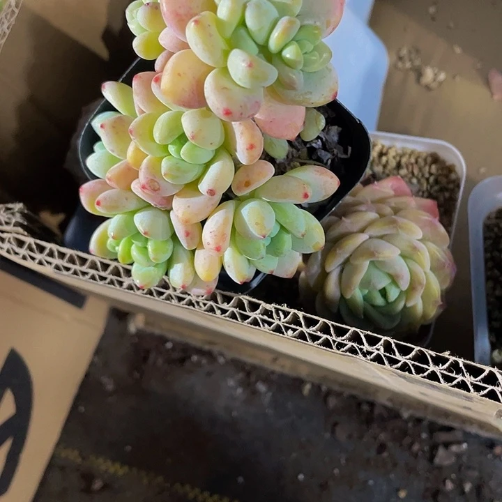 6.5方群劳尔群带盆