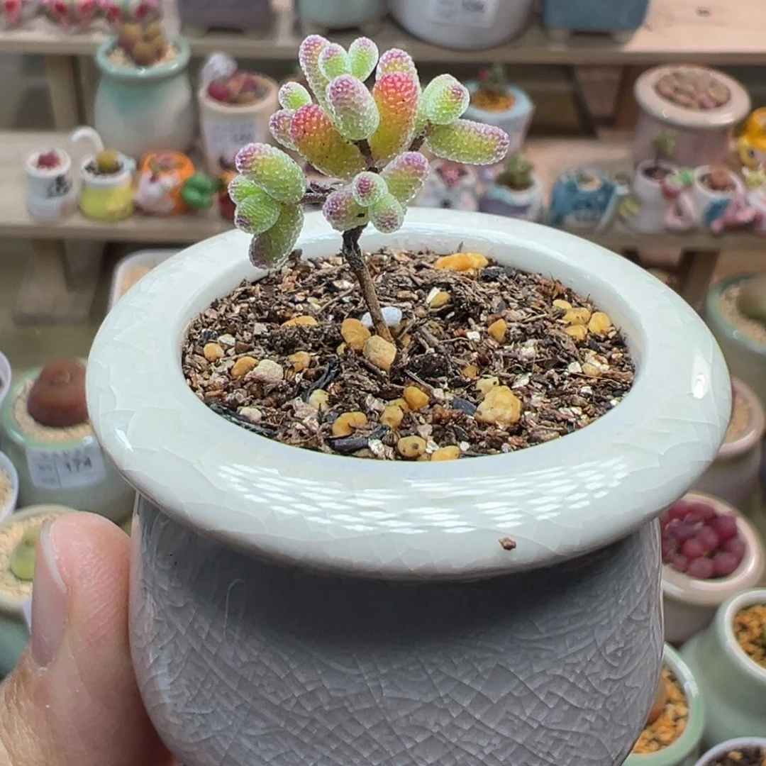 多肉植物204号糖球