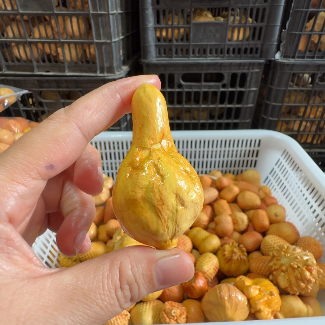 s***鹤特价抽葫芦不退不换