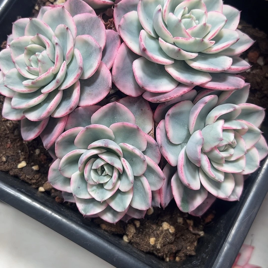 奶油黄桃锦群多肉