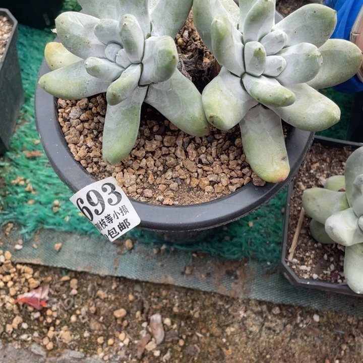 693号拇指多肉植物