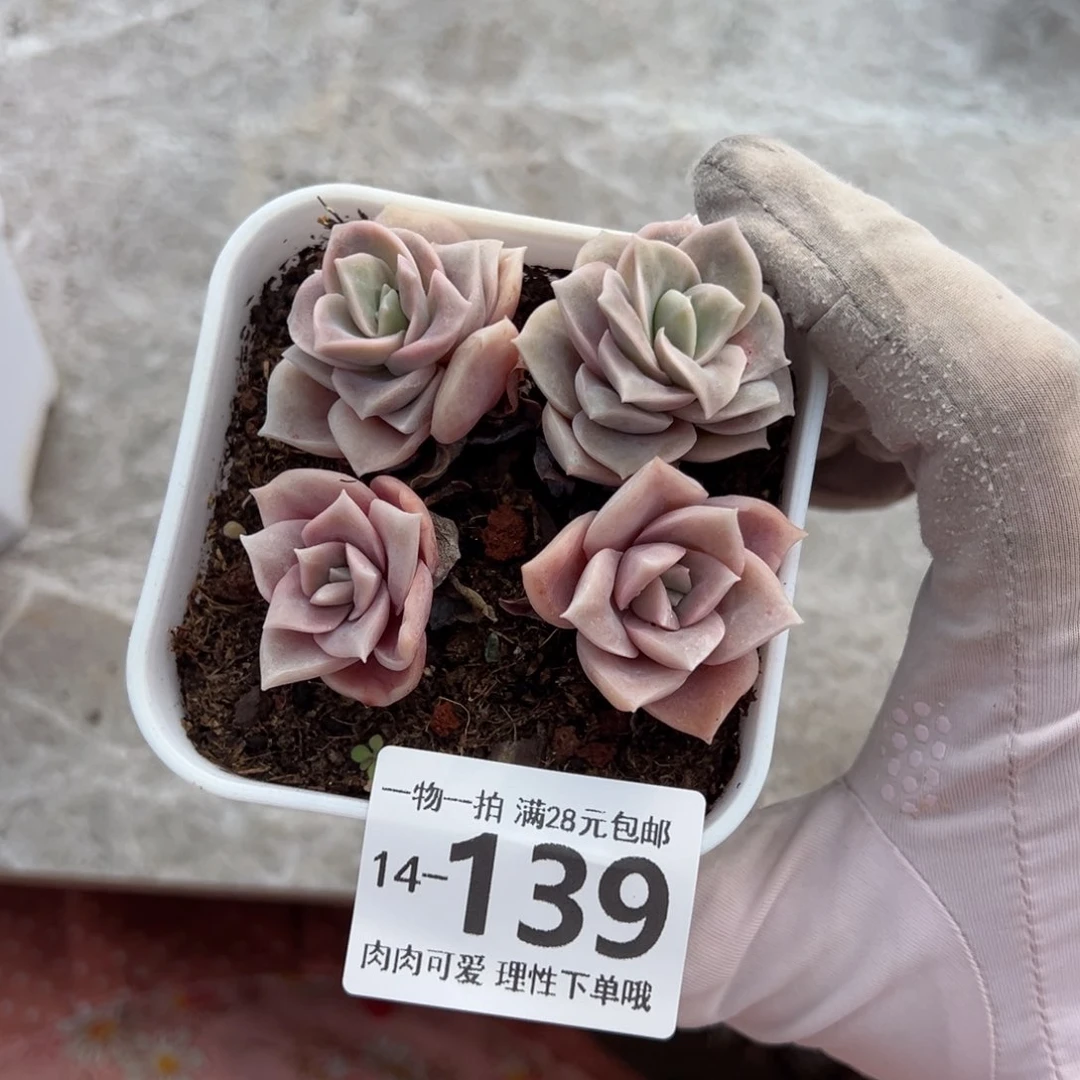 可爱玫瑰多肉多肉多肉多肉多肉
