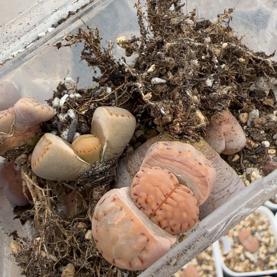 大****?2.11，饼干7小鼻噶1891，9013