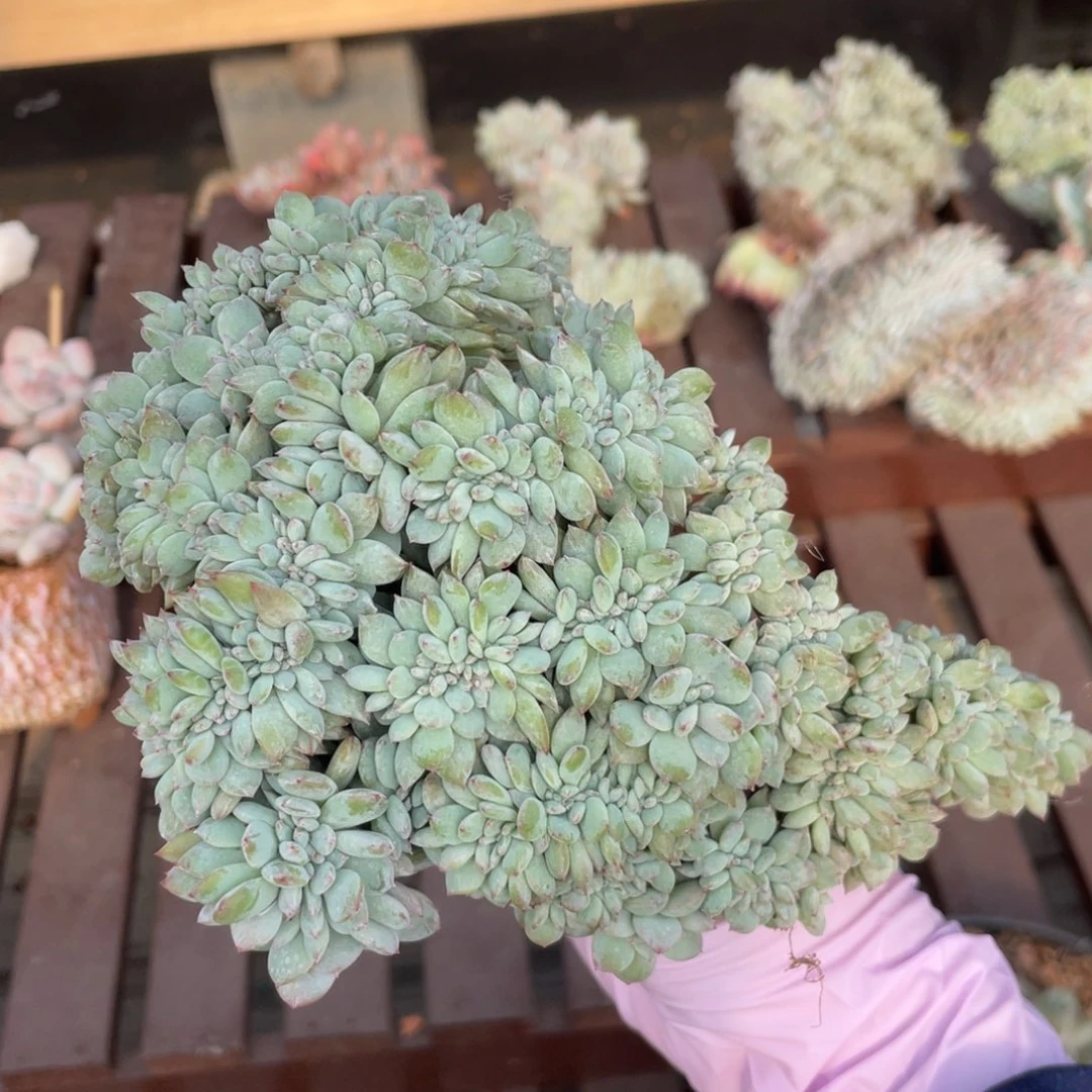 微微瑕星影满天星。