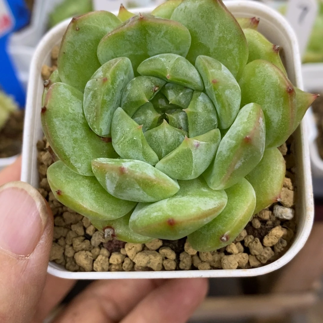 精品多肉一物一拍不包整298