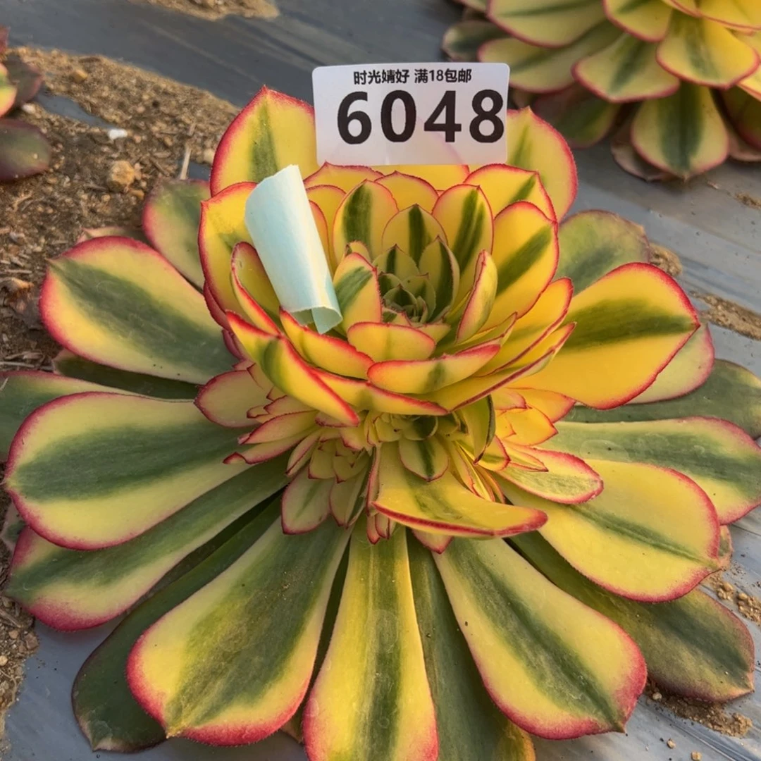 6048荔枝多肉植物