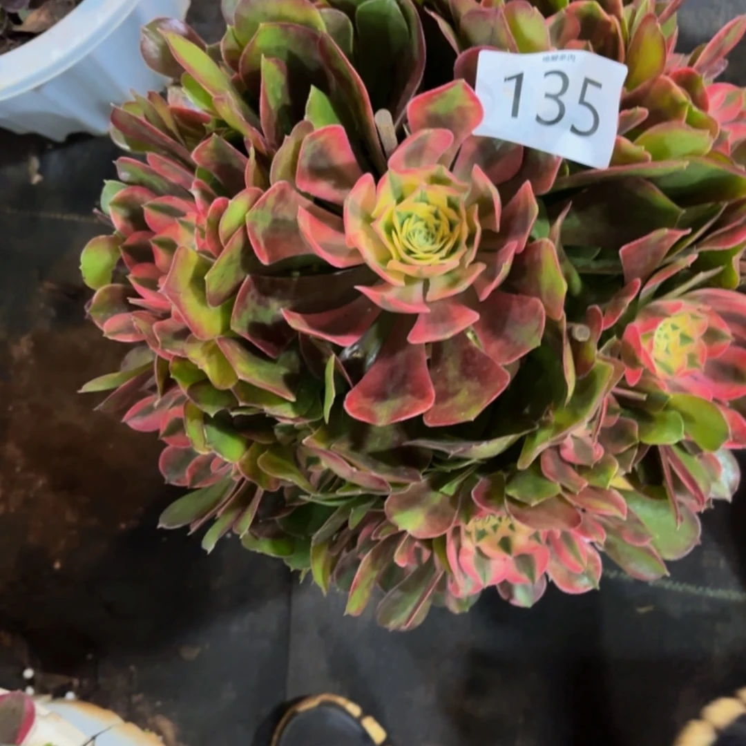 哈哈多肉葡萄香妃135