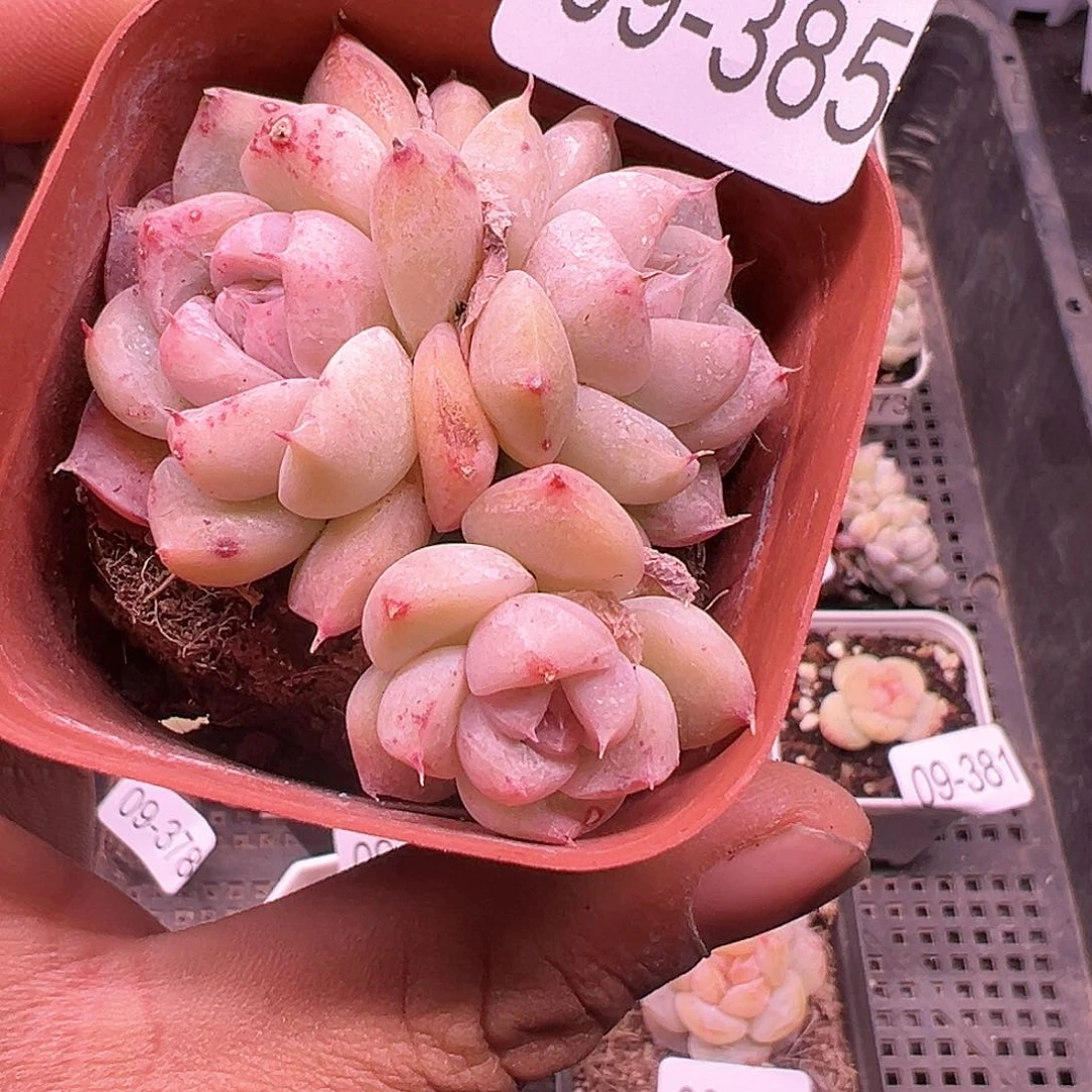 小卡拉米糖心一物一拍9-385