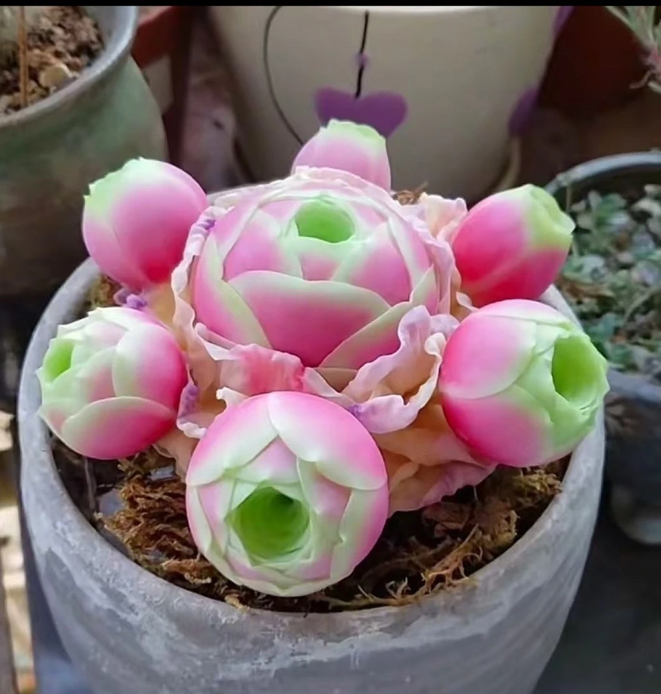 ［满15元包邮］甜心蜜桃玫瑰多肉 单头裸根一颗 2厘米