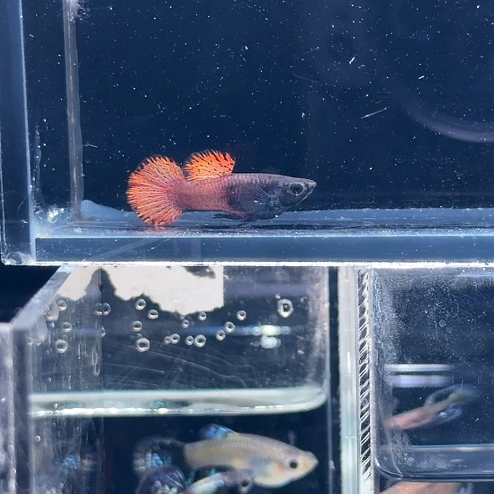 孔雀鱼金属马晶塔粉草圆尾