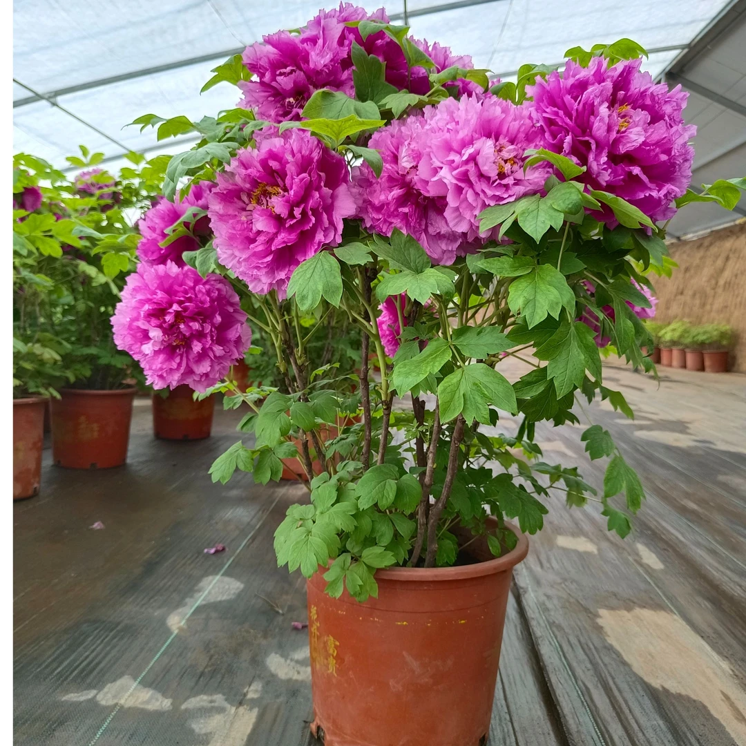 清棚【老盆养】年宵花牡丹15天养死秋天补发带花苞发货包邮