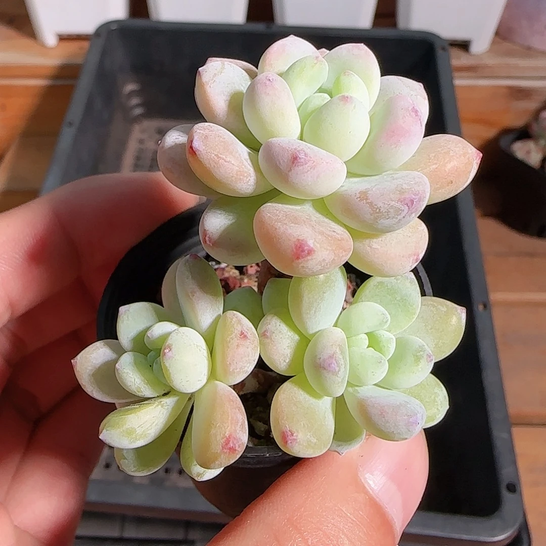 1106--97劳尔小老桩