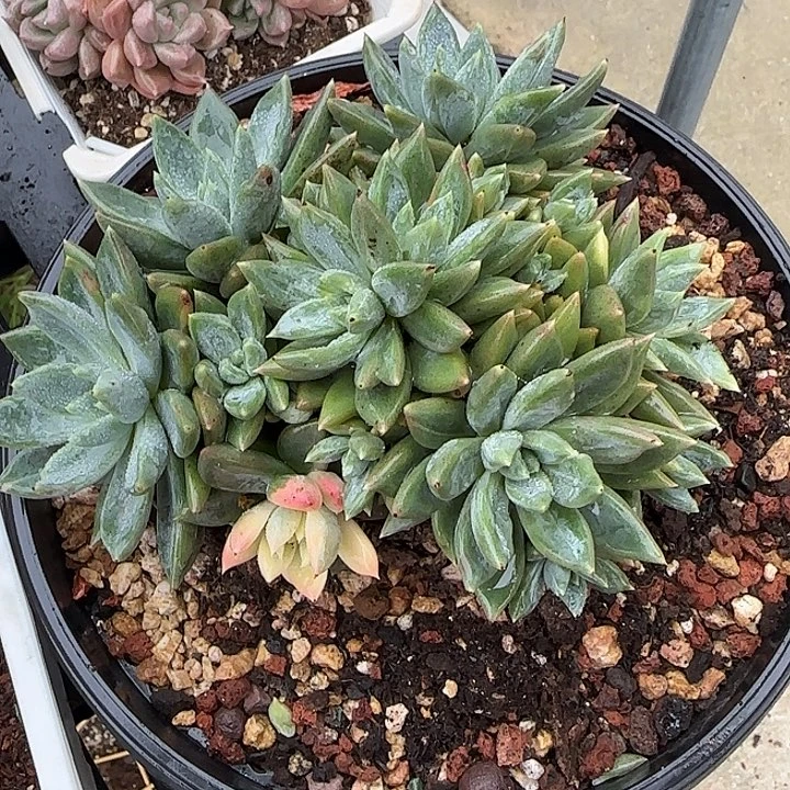 海***霞青蛙王子儿童牙膏套装11