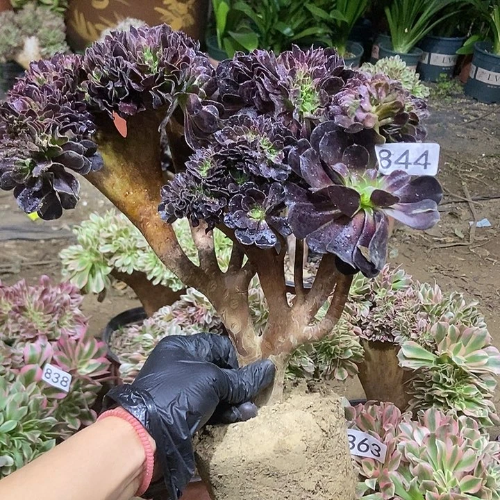 844欧紫缀化老板子法师