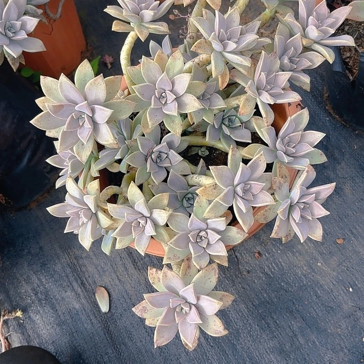 多肉植物。。。。。。。。。。。。。。。。