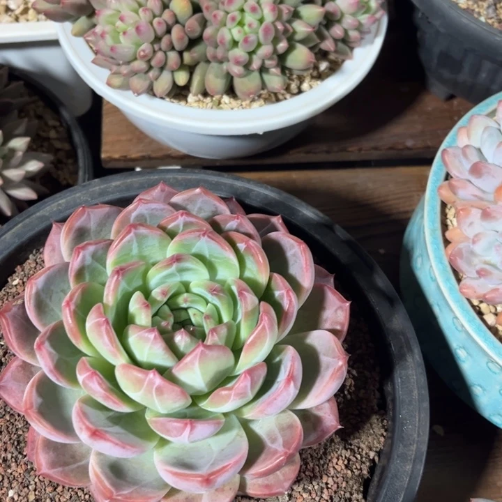 咖***喱一物一拍，保温箱。