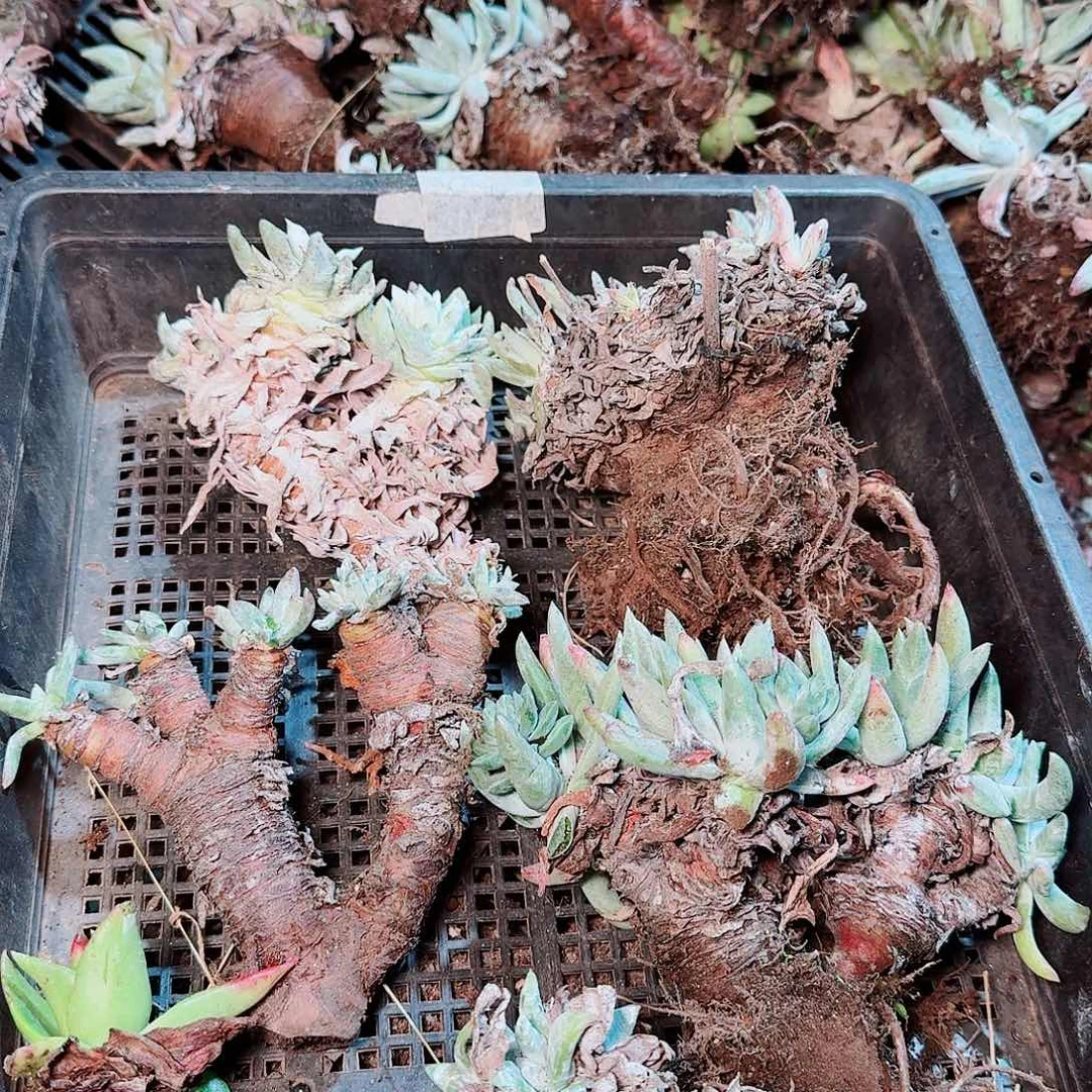 9122瑕疵框拍不售后