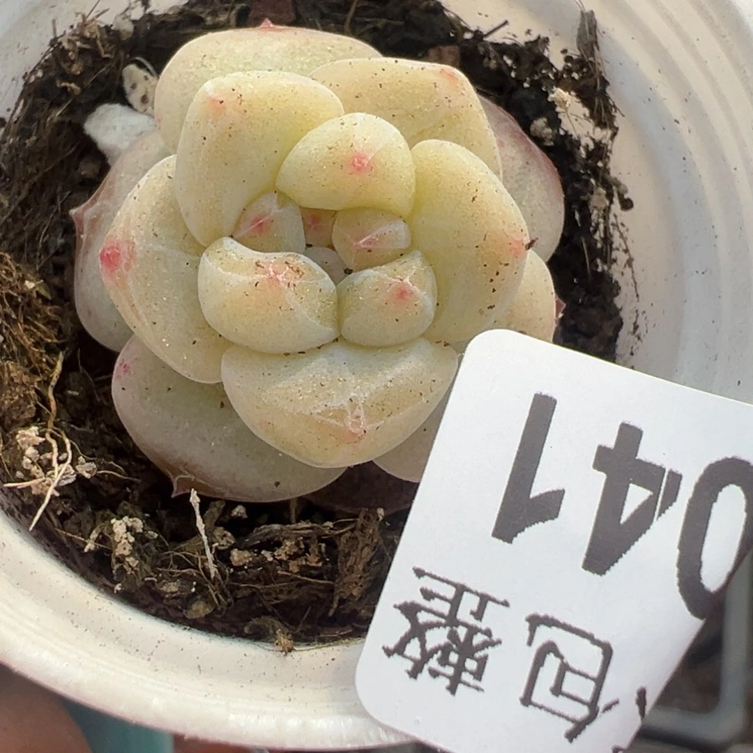 小卡拉米糖心一物一拍20-41