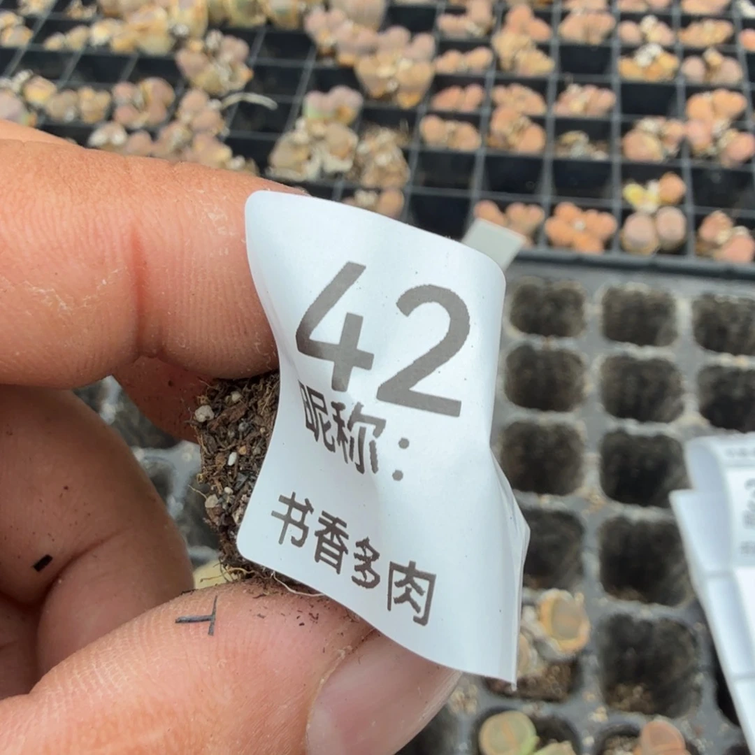 杠***神多肉植物多肉植物多肉植物