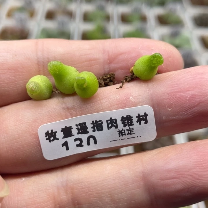 胡**耶小葫芦4头，130号……1111111